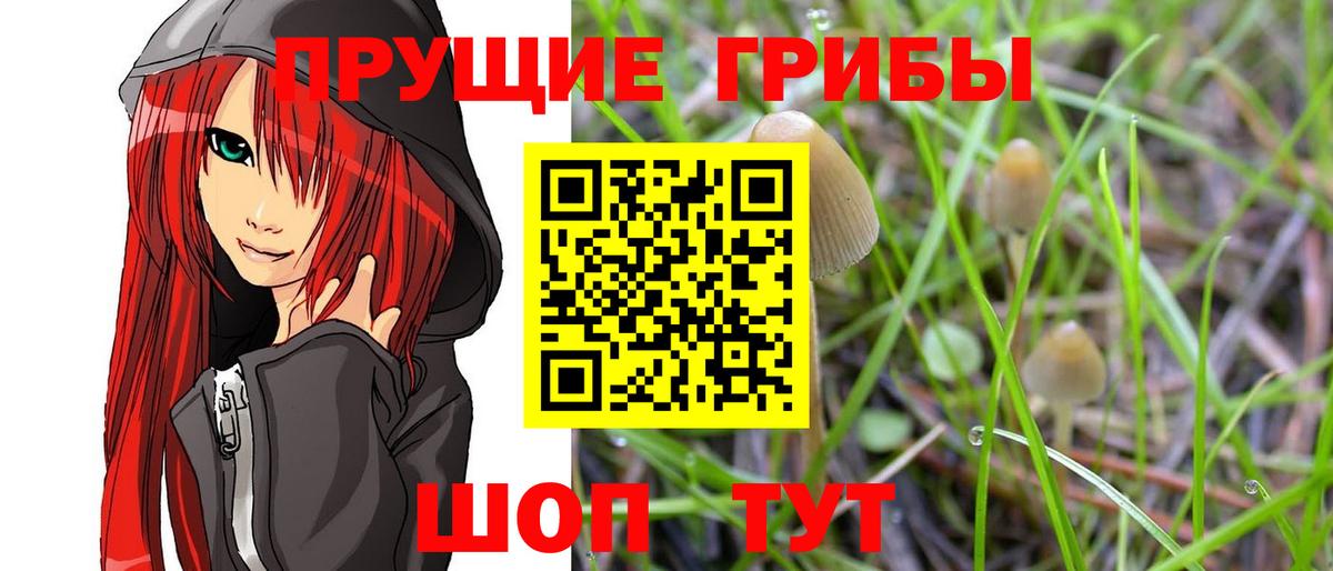 Карабулак  Псилоцибиновые грибы Psilocybe  Вход с VPN  Галлюциногенные грибы Cubensis 